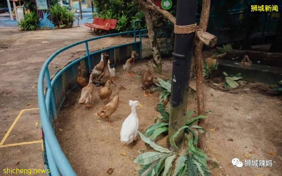 僅2天！新加坡動物園最牛的餵動物之旅，8折！還有幻光雨林和4大園5.5折起，搶啦