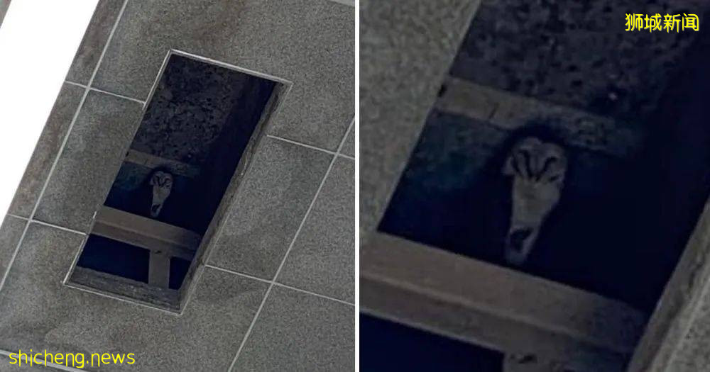 新加坡驚現人臉貓頭鷹！這些恐怖小動物，你碰到過嗎