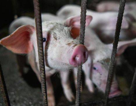 印尼非洲猪瘟恶化，27000多头猪惨遭殃！新加坡的“印尼猪”还能吃吗