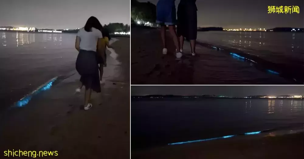 新加坡現“藍色螢光”海浪!這裏擠滿了人,沿路交通擁堵