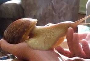 新加坡巨型蝸牛出沒！能碰嗎？能吃嗎？能養嗎