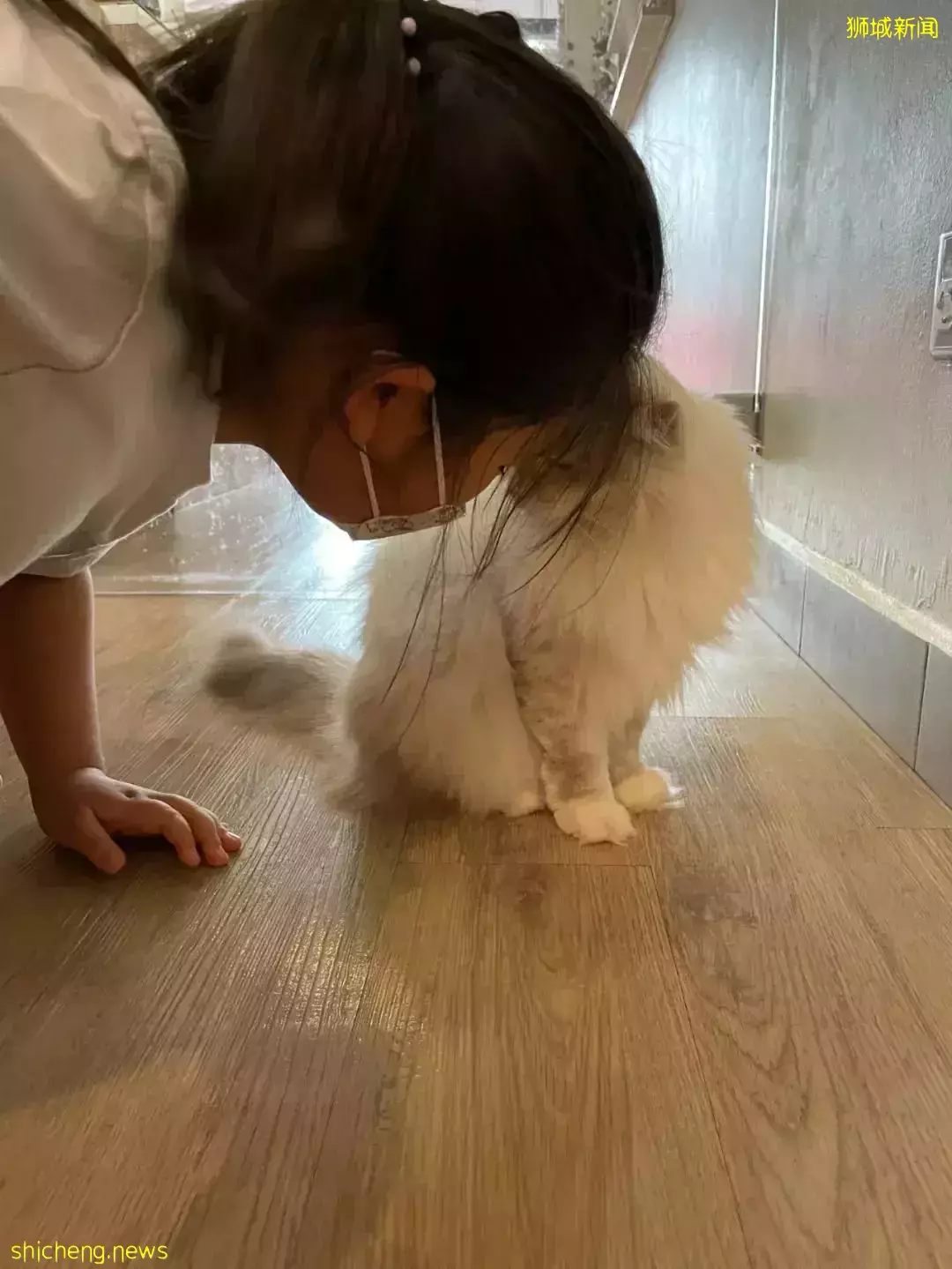 聊天、喝咖啡、撸貓……新加坡愛寵人士聚會好去處,軟萌貓咪等你來