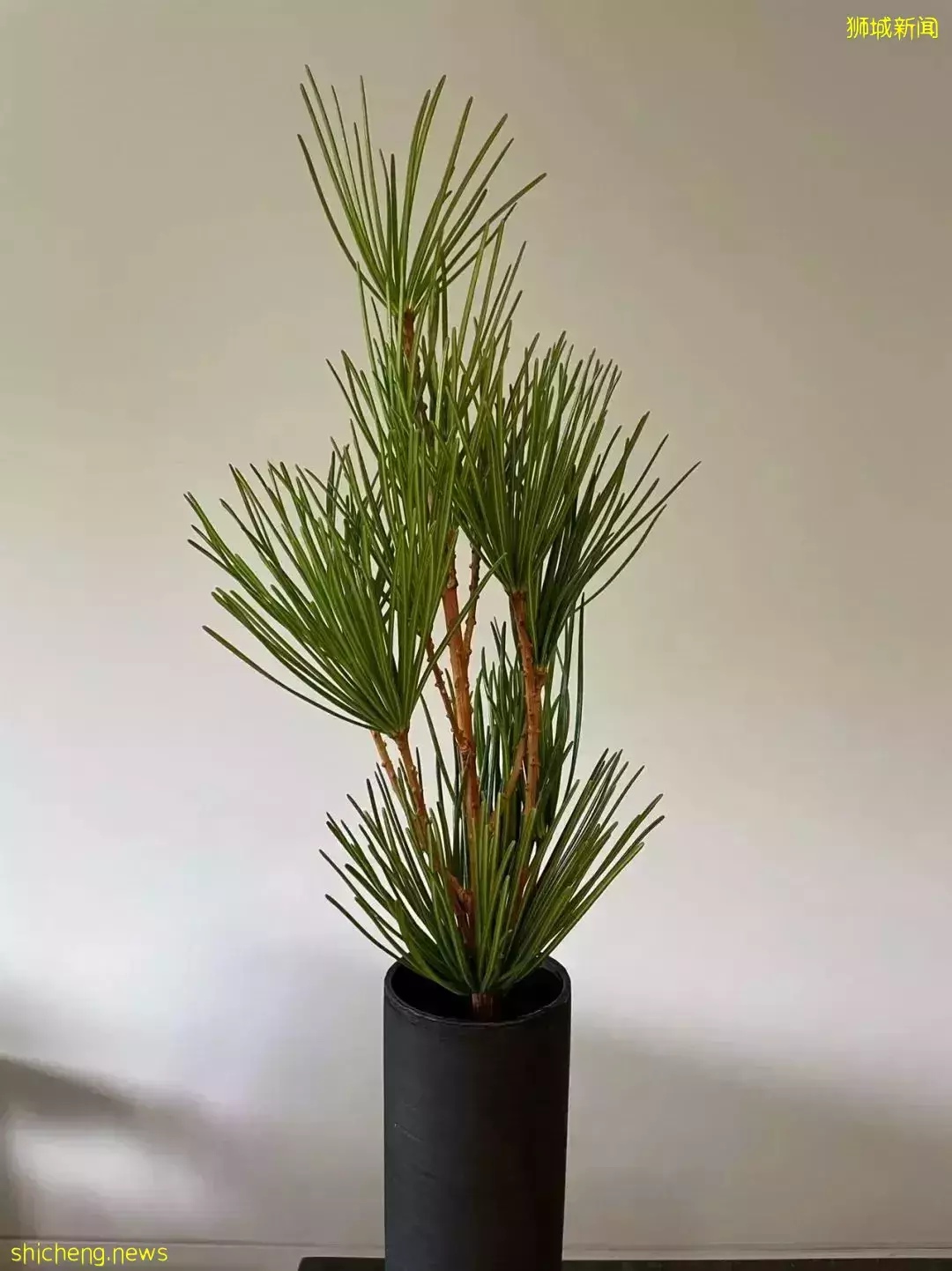 鮮花在熱帶也能養1個月？資深花友新加坡買花、養護大揭秘