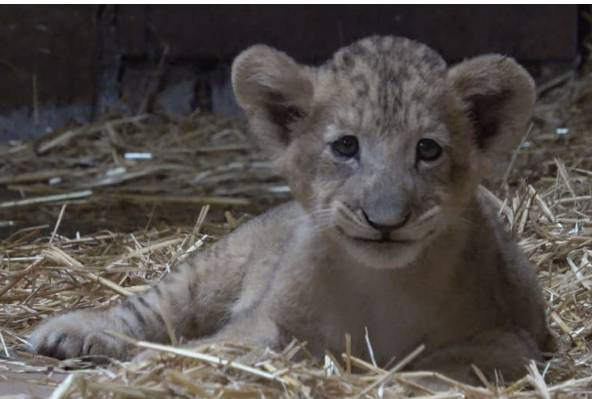 新加坡首個人工授精雄獅寶寶誕生!網友調侃:人工?給獅子授精?