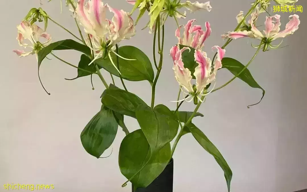 鮮花在熱帶也能養1個月？資深花友新加坡買花、養護大揭秘