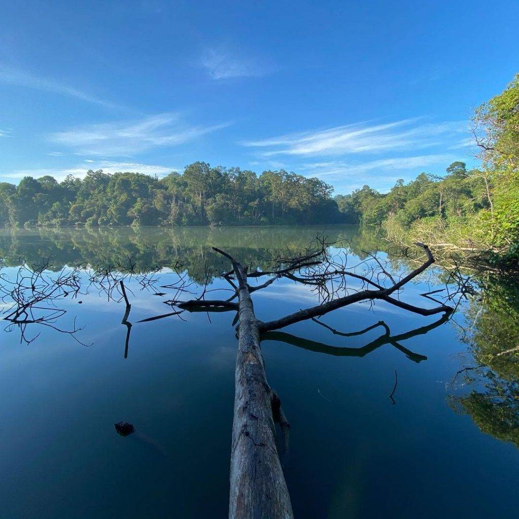新加坡最美网红树打卡合集🌴壮观古树、根深叶茂,感受大自然的魅力📷