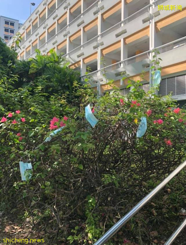 新加坡驚現“口罩樹”，造出這種新植物的你真沒點責任心