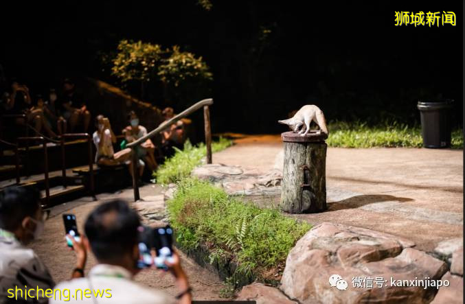 小米新加坡牵手Night Safari动物园网红大象,温情满满