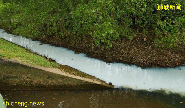 新加坡紅樹林區現“牛奶河”,疑似賤人偷倒化學物