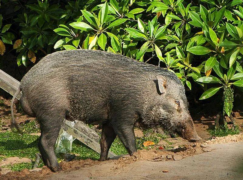 最近，兩人深夜在新加坡遭野豬襲擊，被咬著拖行一米，鮮血淋漓！這個地區要小心