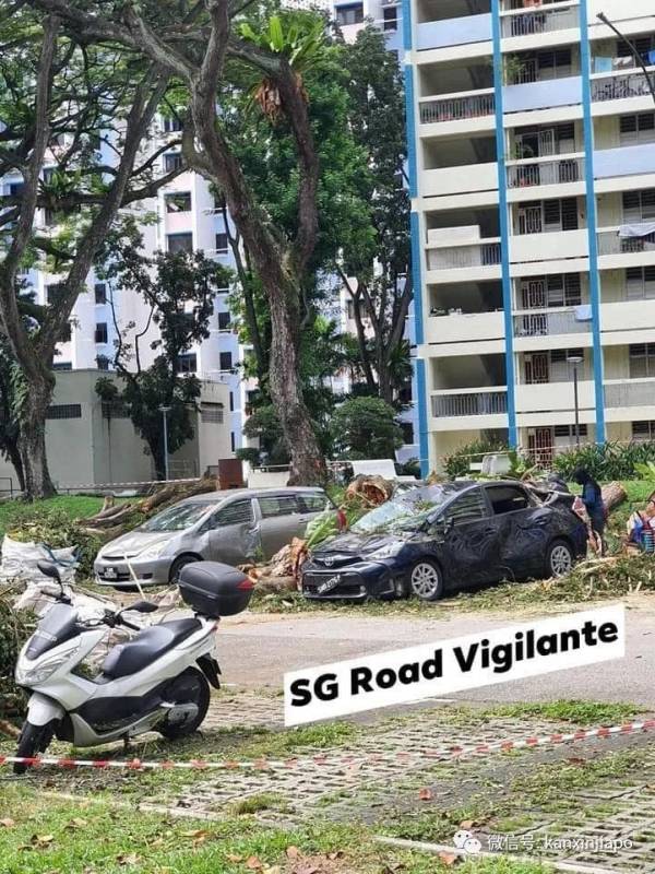 50多年老树轰然倒地,被毁车辆面目全非