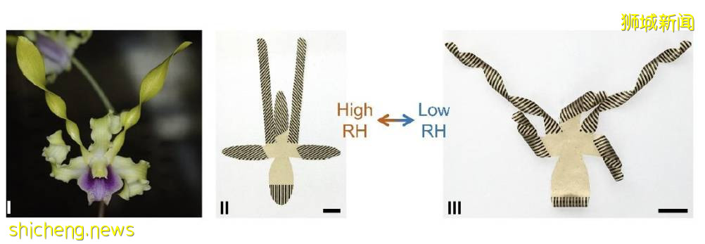 NTU 校长参与!自折叠天然植物材料研发成功