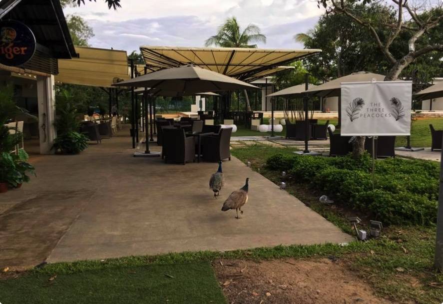 新加坡最大戶外自助餐,活海鮮現拿現烤 吃的超滿足