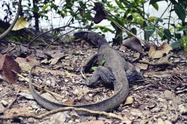 “明天就回國了!今晚,我突然想起在新加坡的50個第一次!”