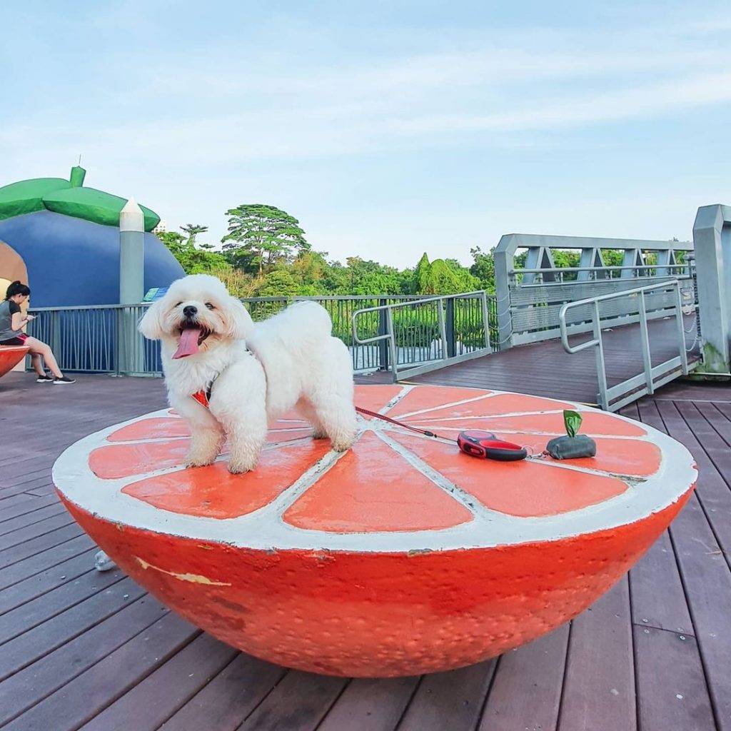 惬意悠閑“木板路”合集!新加坡11大自然景區⭐️ 林間漫步攻略+絕美海濱棧道