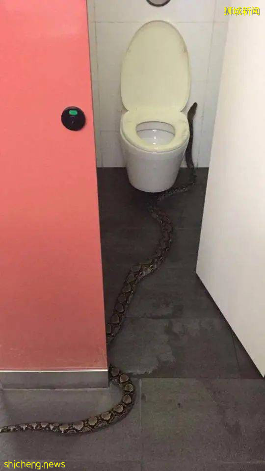 《神奇動物在哪裏之 NTU 篇》