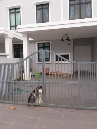 主人狮城工作 狗儿孤独顾家 巫裔大哥面书招人认领