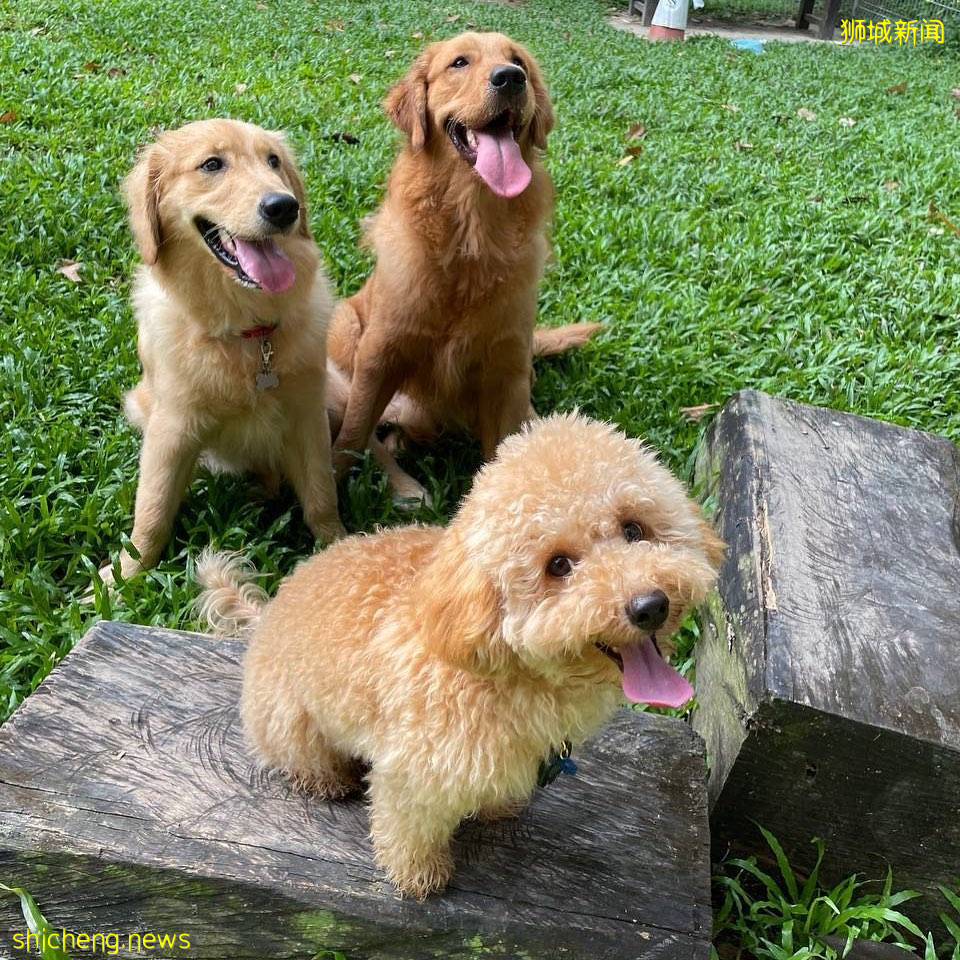 小狗也要出外透透气!精选新加坡8个遛狗公园🐕在Dog Run里快乐奔跑、尽情撒野🐾