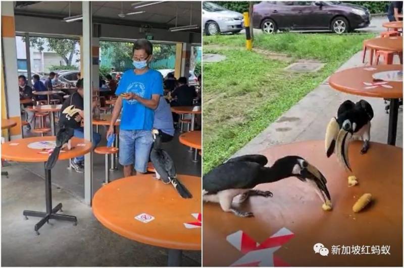 好心做壞事？　在新加坡餵犀鳥吃香蕉可被罰5000元