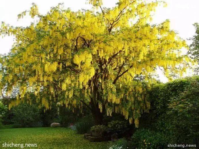快看!新加坡到处都开花了,一大波美图刷屏
