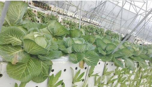 哈!新加坡也跟风搞“农业硅谷”?养鸡、种菜能玩出啥新花样