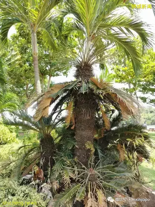 新加坡大解封,又可以到处耍啦!第一站不如先去这3个宝藏小岛