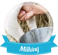 下水抓蛙、摘菜摸鱼、开土摩托……我带娃体验了一把新加坡的农家乐