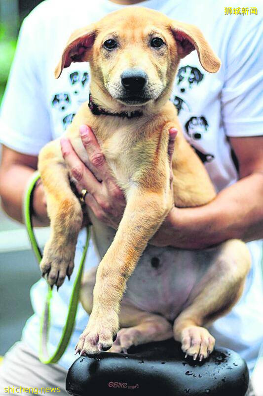 讓狗兒安樂死引非議 非盈利組織訴夫婦索賠!