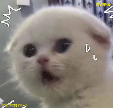 新加坡56周年國慶到了!勸你別亂挂國旗,當心被關小黑屋