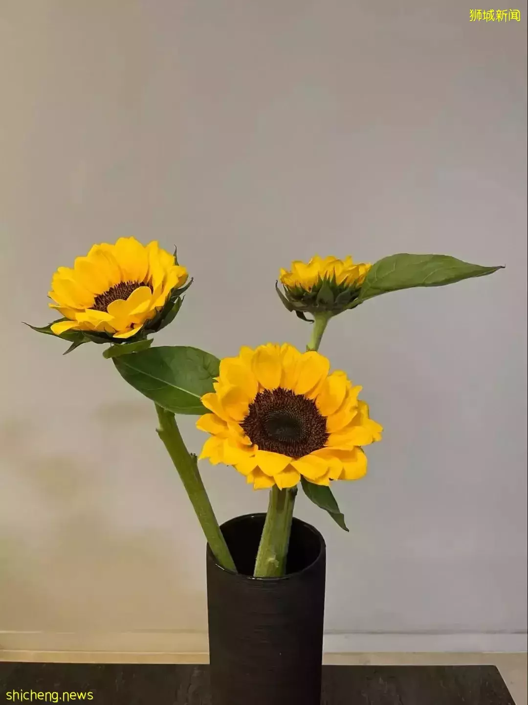 鮮花在熱帶也能養1個月？資深花友新加坡買花、養護大揭秘