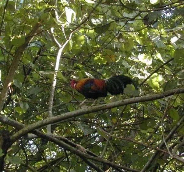 “惊!我在新加坡上厕所,竟然遇到了ta,差点吓尿!”