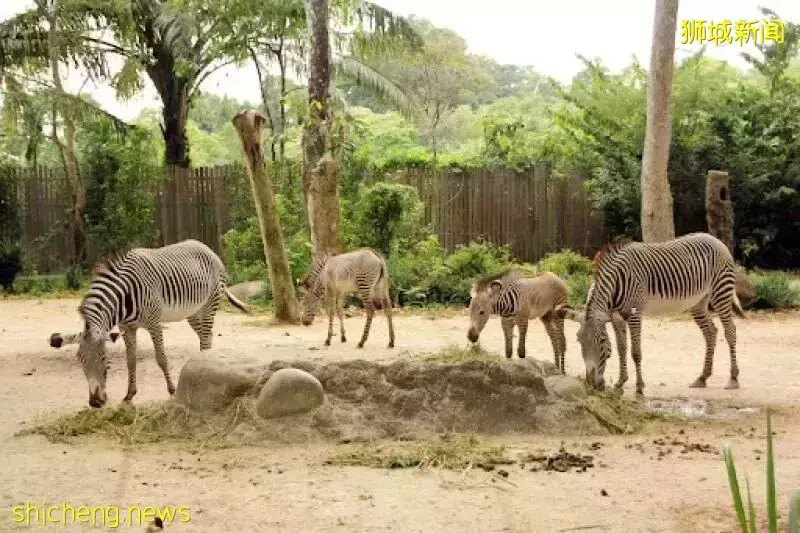 新加坡這裏的新生兒數字去年翻倍！這是怎麽一回事
