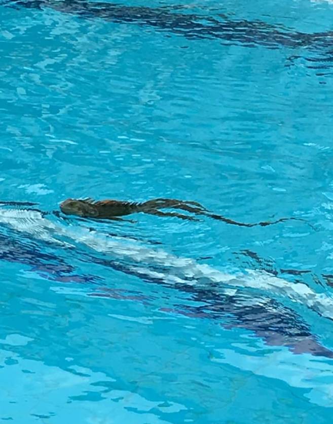 降雨太少天气太干燥，鬣蜥也想溜进泳池游泳