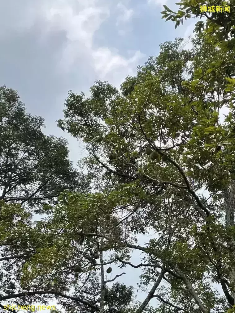 榴梿、野豬、猴子、各種魚蟹……體驗“新加坡最後的農村”