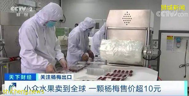 这种国内我们常吃的水果,欧洲10元一颗,狮城客商一口气买两吨
