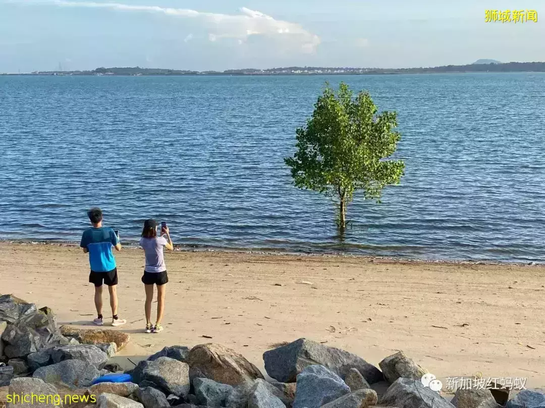 【圖文】這段18公裏沿海路線美爆了! 左看右看都不像在新加坡