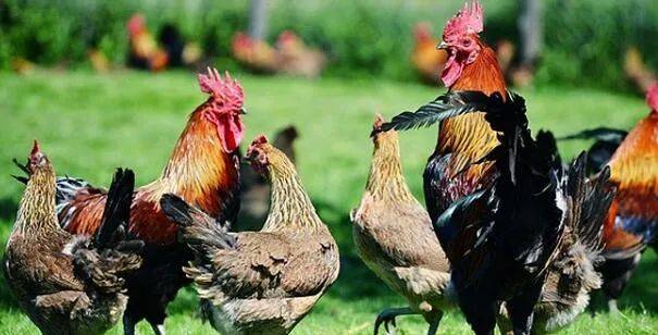 新加坡上市家禽生产商寻求合作