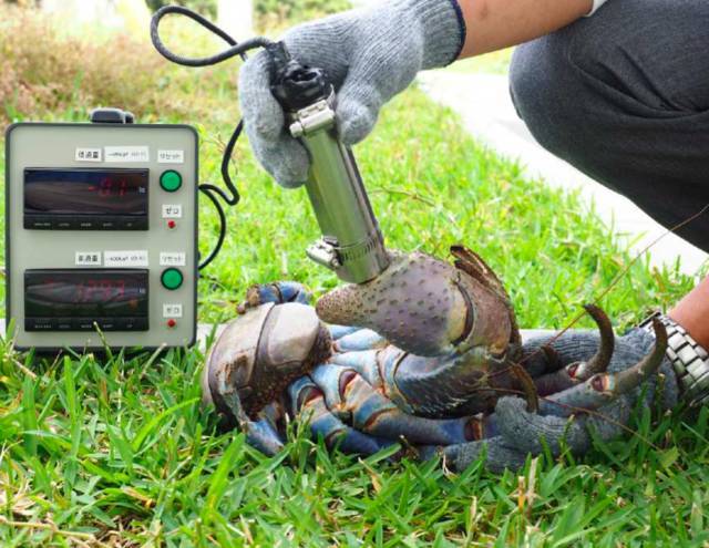 突發！這個海灘驚現一群巨型椰子蟹，還搶燒烤吃！新加坡也被鳄魚、蜥蜴、蟒蛇、水獺、猴子、野豬、野雞嚇到過