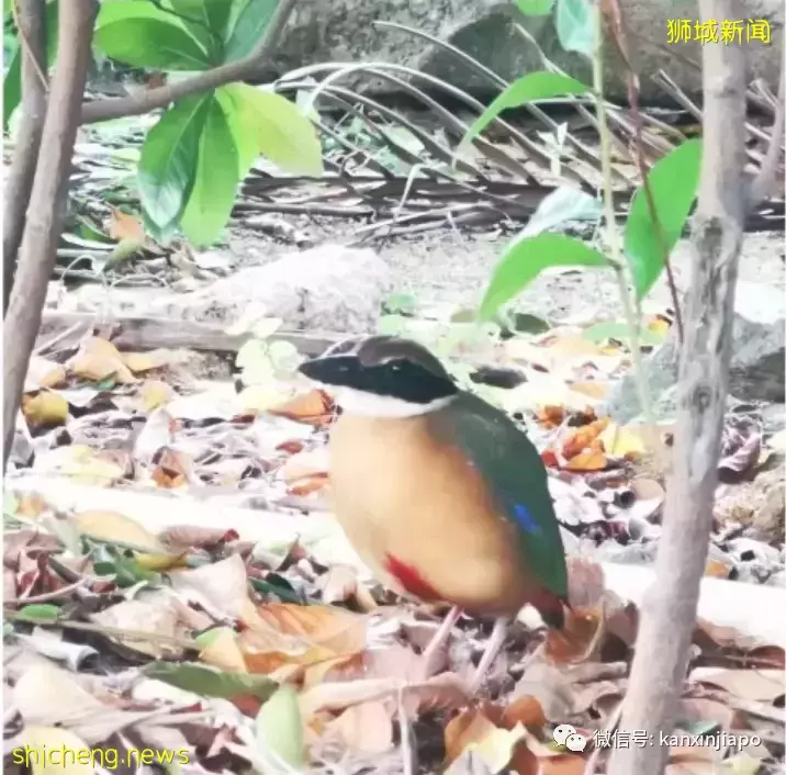 神奇动物在哪里?珍稀小鸟现身组屋区掀起观赏潮