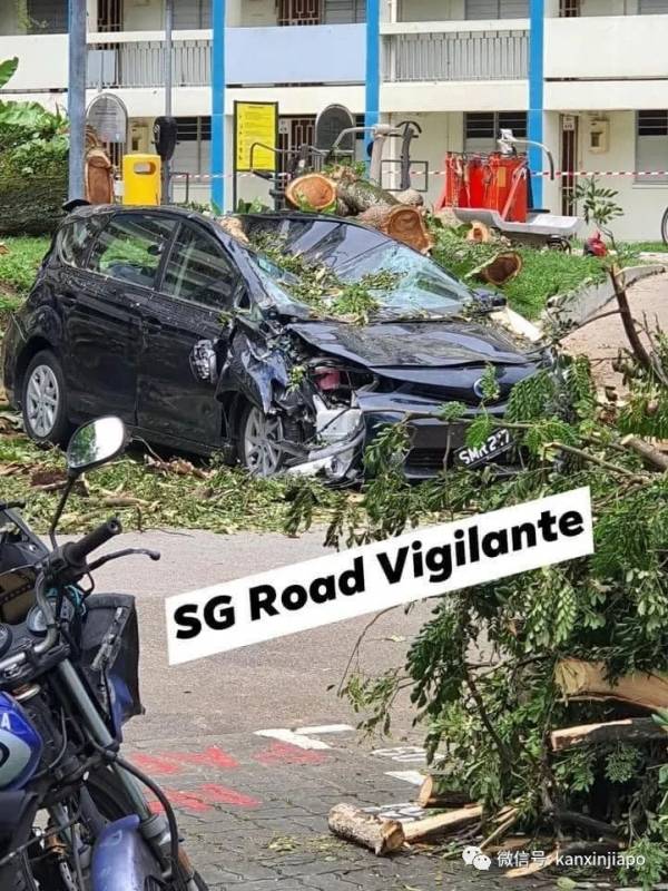 50多年老树轰然倒地,被毁车辆面目全非