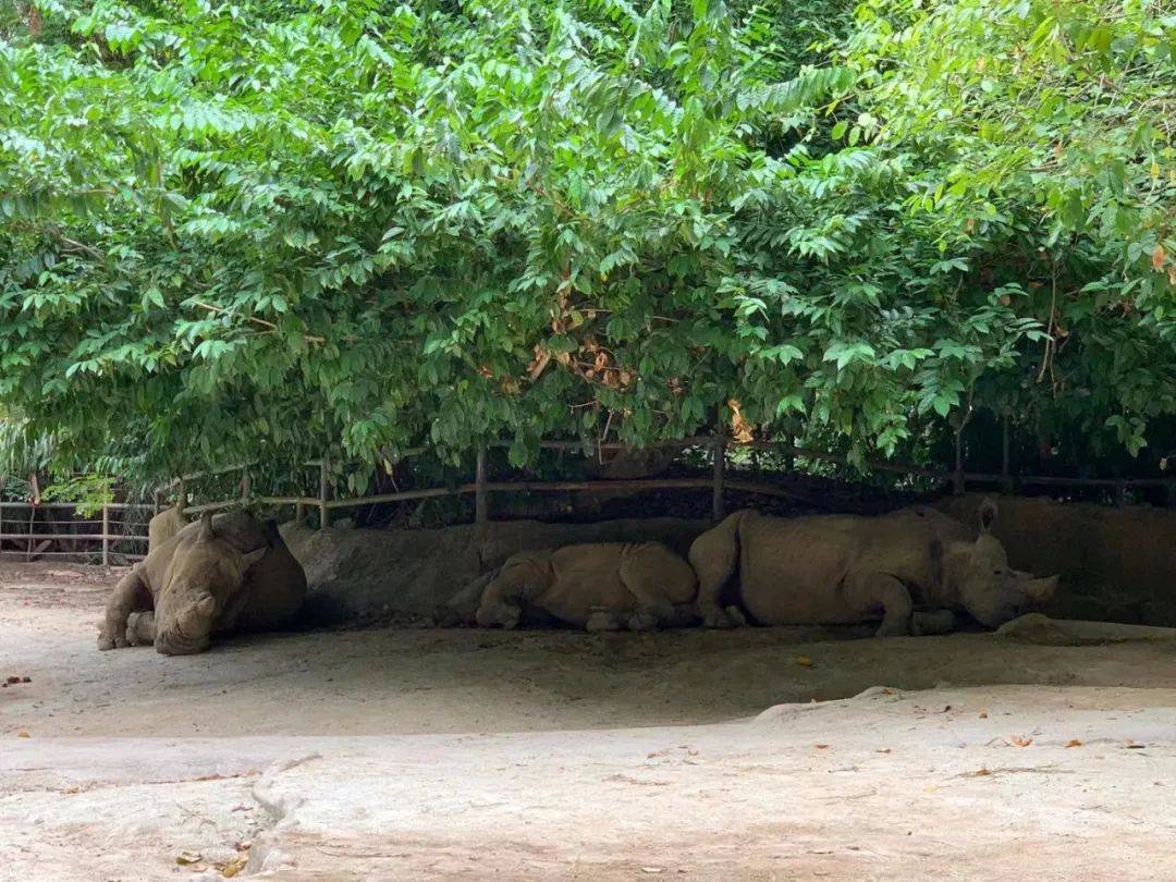 行走獅城——新加坡動物園