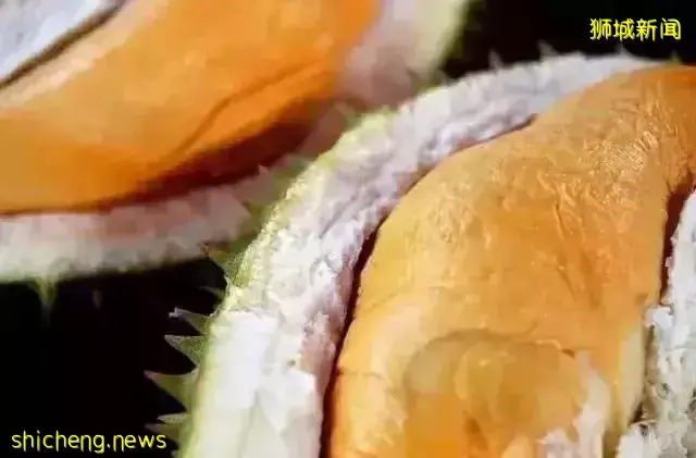 新加坡 榴梿季來襲