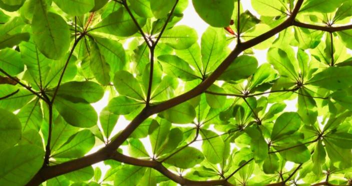 新加坡要让绿色布满每个角落!政府计划10年再增17万棵树