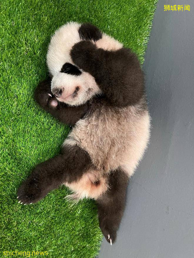 熊貓寶寶：我吃得好睡得足，100天有12kg咯