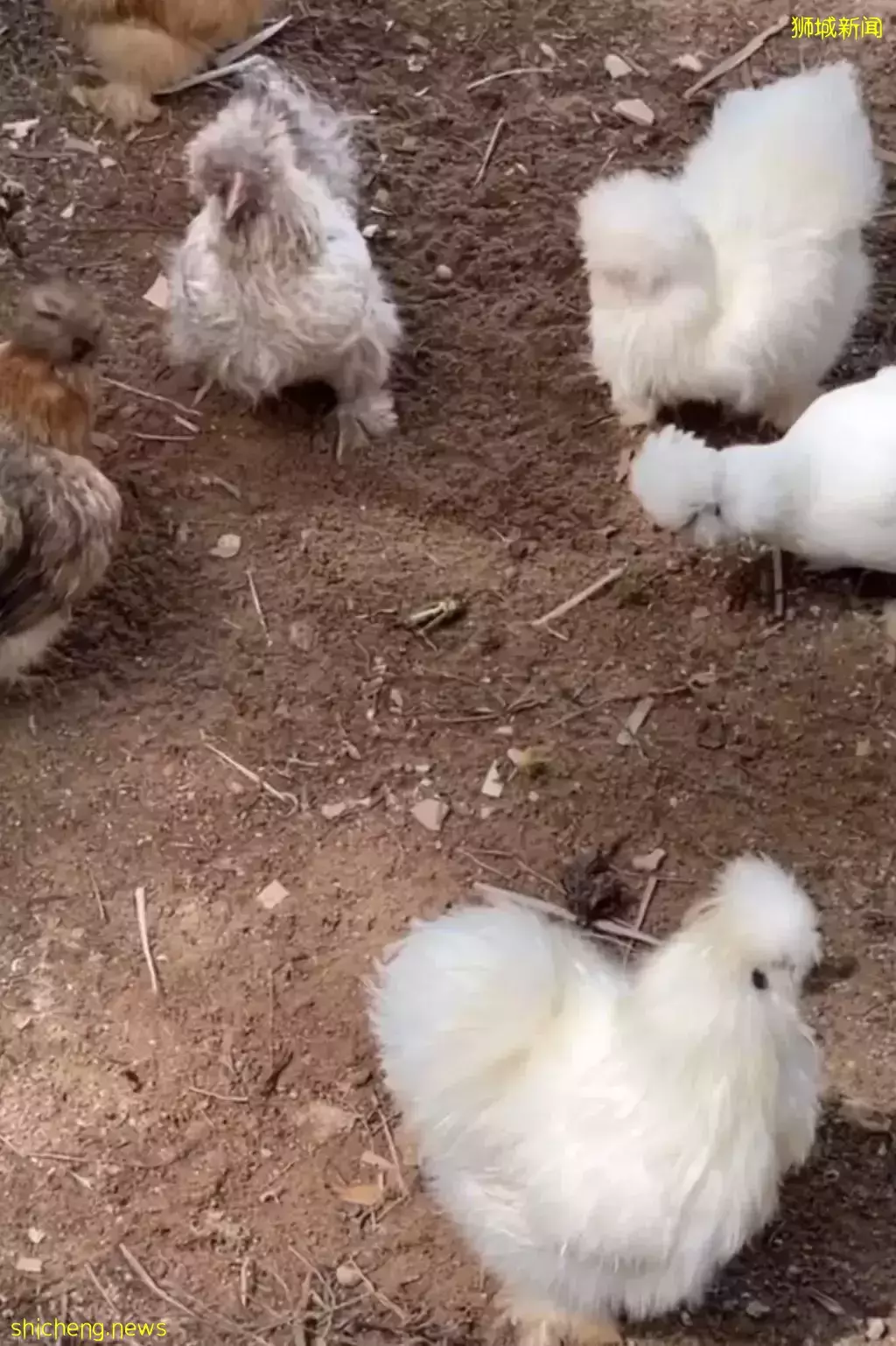 新加坡爱马仕女王“新家”曝光!私人泳池25米、鸡住海景房