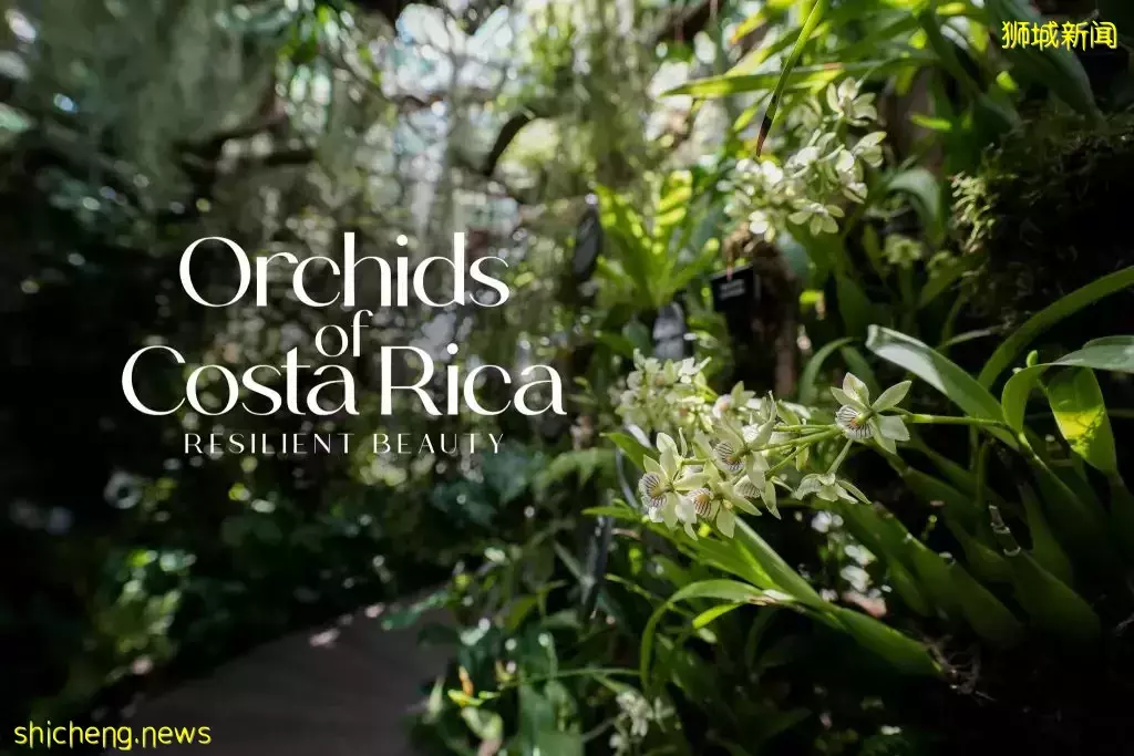 滨海湾花园花穹和云雾林双展览!绣球花+哥斯达黎加胡姬花限时展出,要看要快啊~💐