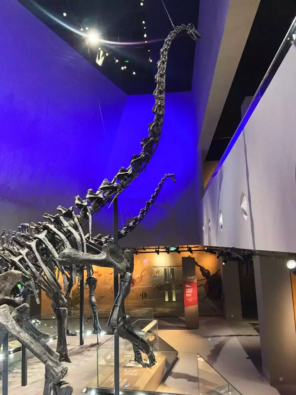 你見過熱戀中的水獺嗎