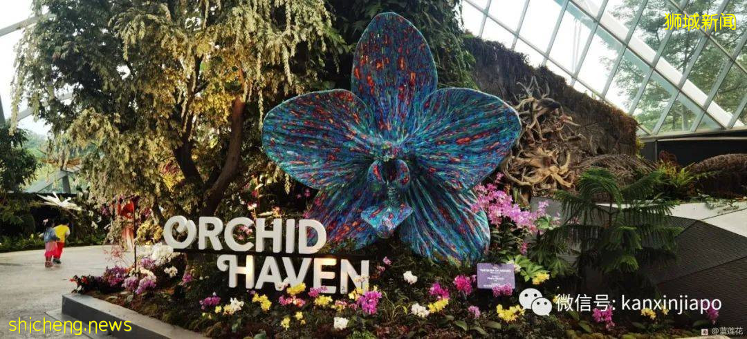 新加坡親子好去處！濱海灣～花穹～雲霧森林～空中步道半日遊