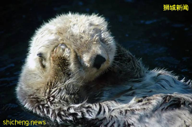 一顿饭吃了上百万新币,狮城吃货真是豪横