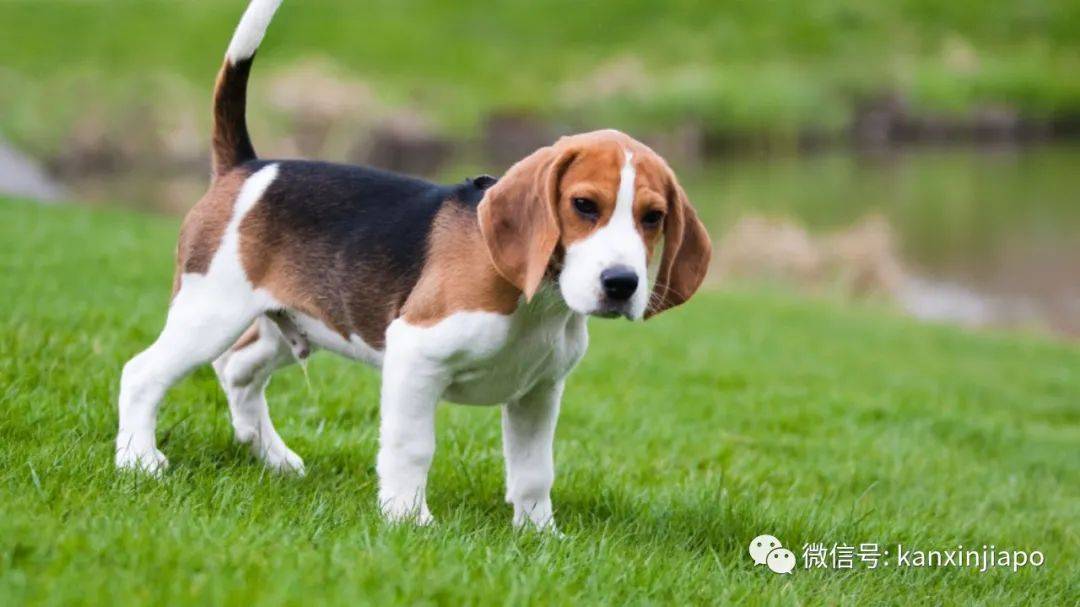 金毛被舉報組屋主人無奈棄養,還有哪些狗狗組屋不能養